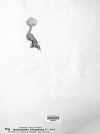 Tulasnodea mammosa image